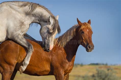 Comportement d’accouplement naturel des chevaux .